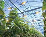 Agricultural lighting