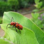 Insect Control & Gradening