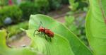 Insect Control & Gradening